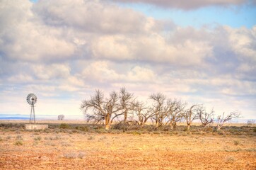 CLIMATE CHANGE. Desertification.  Greater Karoo. A row of trees planted at a borehole to provide...