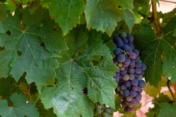 viñas Terramoll, La Mola, Formentera, balearic islands, Spain
