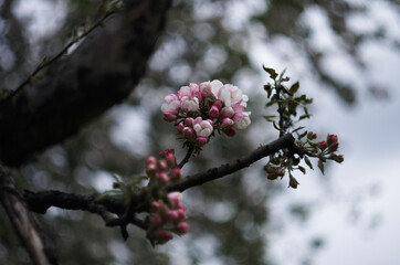 Branch of the flowering apple tree in the cloudy day, june Sainy-Petersburg, park, garden, closeup flowers