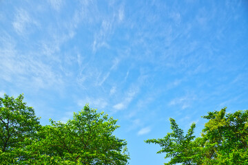 薄雲の流れる青空と緑の枝葉