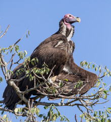 Lappet-faced vulture in Kruger Park