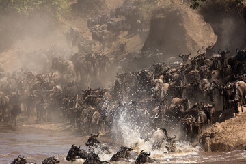 Wildebeests running down the bank to cross the Mara river