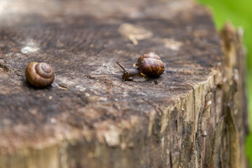 A gastropod snail crawls over an old stump