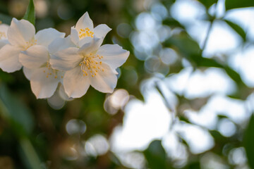Closeup a white flower on a bright green background. Floral wallpaper, natural background, copy space