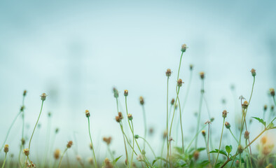 Selective focus grass flower in the garden on blurred background of grass flower field. Small grass flower with green leaves. Dreamy background. Gentle and mild plant with foggy. Fragile life concept.
