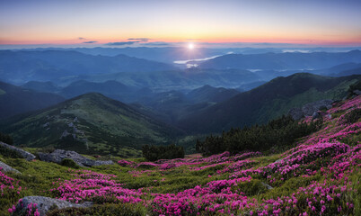 Naklejka na ściany i meble Beautiful sunset and high mountain. Panoramic view in lawn are covered by pink rhododendron flowers. Spring scenery. Amazing summertime wallpaper background.