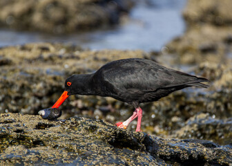 African Black Oystercatcher foraging on tyhe rocks at SuperTubes Jeffreys Bay South Africa
