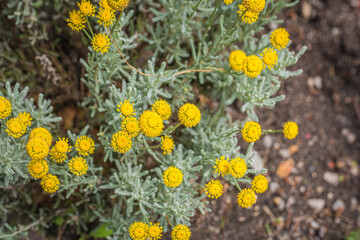 Cotton lavender, Santolina chamaecyparissus, flowering.