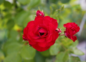 red rose in nature background .