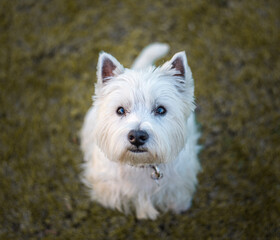 west highland white terrier