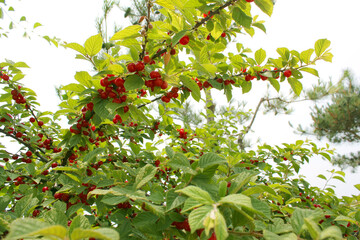 close up cherry tree . Korean-type cherry and leaves . 