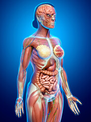 3d rendered medically accurate of the female anatomy