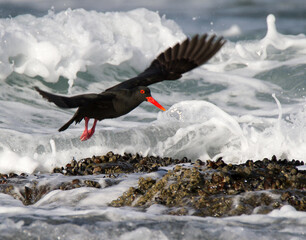 Black Oystercatcher in flight at SuperTubes Jeffreys Bay South Africa