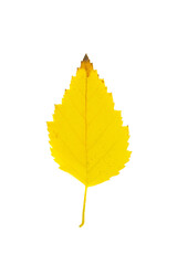 Yellow autumn birch tree leaf cut out on white background.