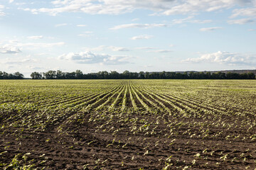 On a crop field to sprout the first green shoots. Agriculture and farming background