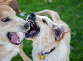 golden retriever puppy play fighting