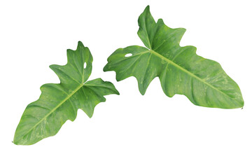 clipping path. Tropical leaves monstera on white background.