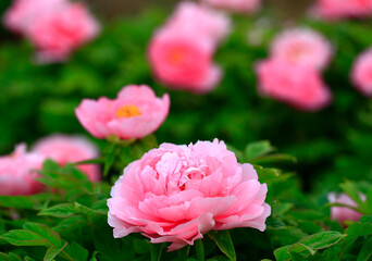 The pink peonies are in the garden