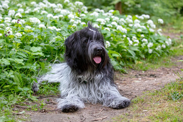 Schapendoes, Dutch Sheepdog, cute fluffy pet laying on green grass.
