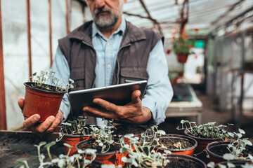 middle aged man working in greenhouse flower nursery