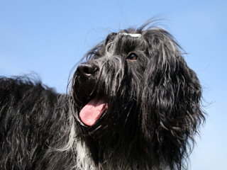 Schapendoes or Dutch Sheepdog with blue sky background