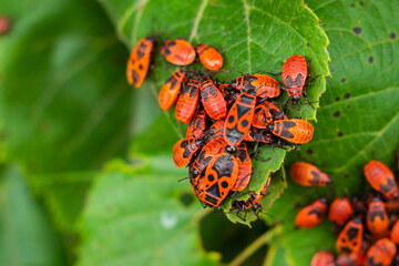 A close up top view of a many red firebug shield bugs.