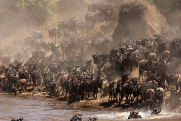 The great migration of Wildebeests along Mara river
