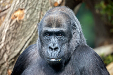 Monkey closeup portrait, wild animal