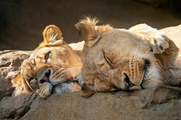 Two lioness resting on ground