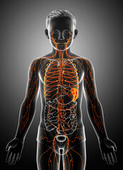 3d rendered, medically accurate illustration of a boy lymphatic system