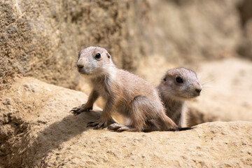 Fototapeta premium Cynomys ludovicianus, cute rodents resting on sand.