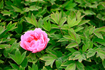 The pink peonies are in the garden
