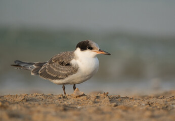 White-cheeked Tern Juvenile