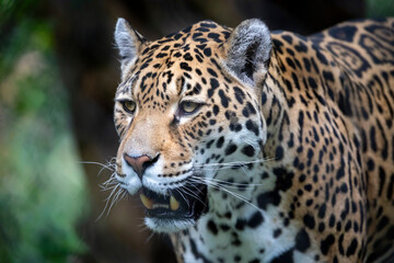 Jaguar (Panthera onca), closeup portrait.