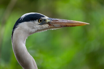 Closeup view, grey heron portrait