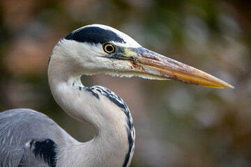 Closeup view, grey heron portrait