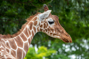 Portrait of a giraffe in game reserve