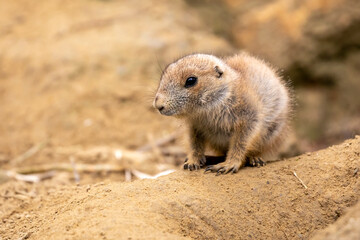 Naklejka na ściany i meble Black-tailed prairie dog (Cynomys ludovicianus), small rodent.