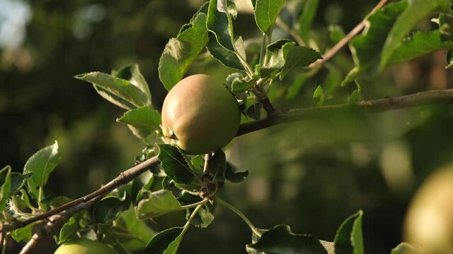 Beautiful footage of green apple growing in garden, bio fruits