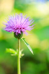 アザミの花（薊）
Thistle