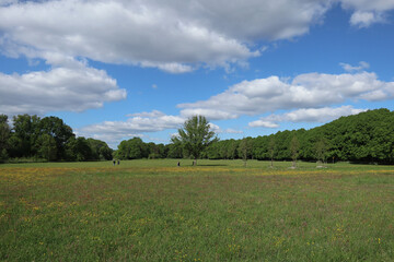 Landscape with green meadow and trees in summer