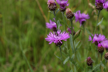 Fototapeta premium Purple flower of a thistle in an urban garden
