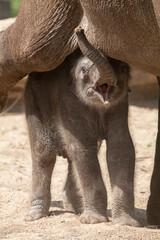 Cute calf near elephant mother