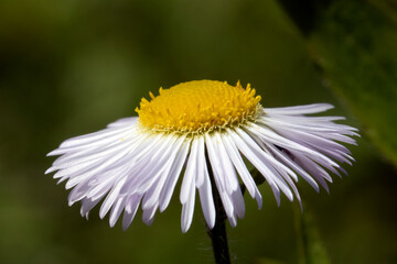 Fototapeta premium Close view of daisy flower