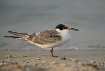 Closeup of a juvenile White-cheeked Tern .