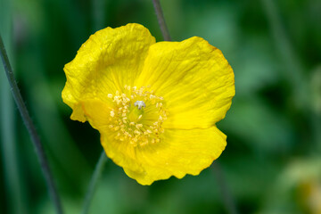 Cropped view of yellow flower