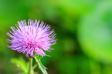 アザミの花（薊）
Thistle