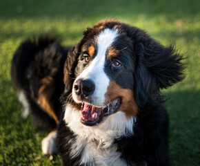 Bernese mountain dog puppy