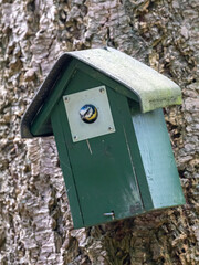 Close view of small bird in wooden house