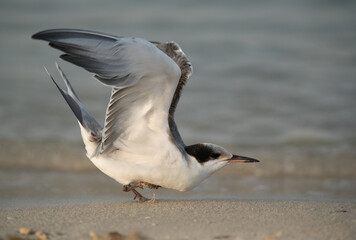 A juvenile White-cheeked Tern takeoff, Bahrain .